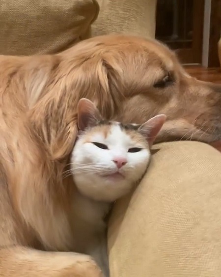 猫と犬
