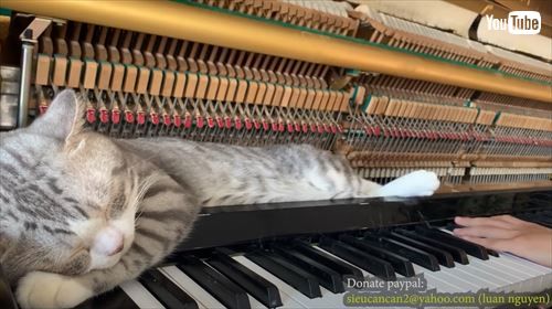 ここがボクの定位置にゃん……ピアノの上でスヤスヤ眠る猫ちゃんが