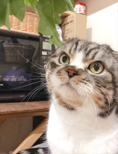 なめネコれおくんピーチくん