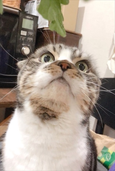 なめネコれおくんピーチくん