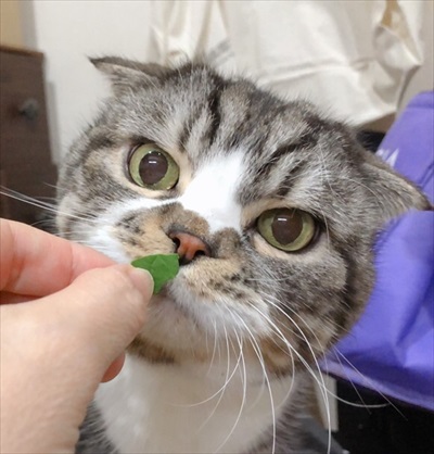 なめネコれおくんピーチくん