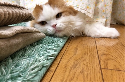 なめネコれおくんピーチくん