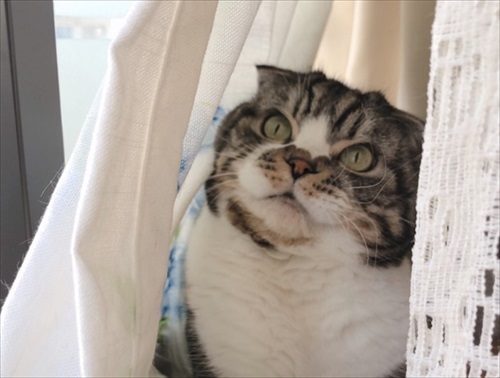 なめネコれおくんピーチくん