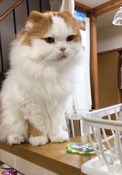 なめネコれおくんピーチくん