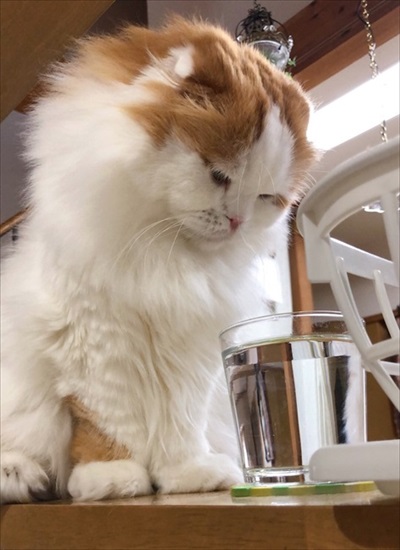 なめネコれおくんピーチくん