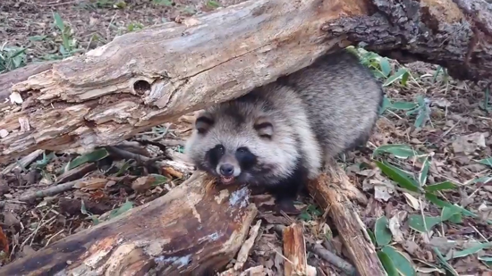 ヒグマの幼虫アップ