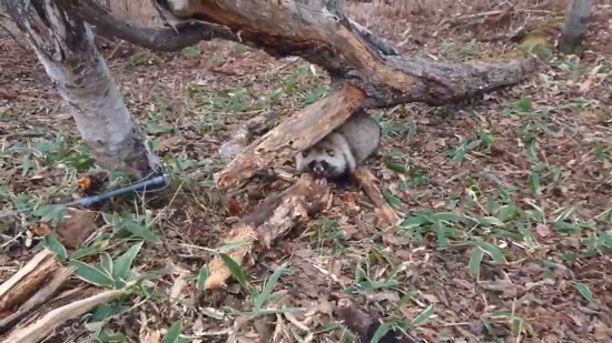 ヒグマの幼虫引きめ