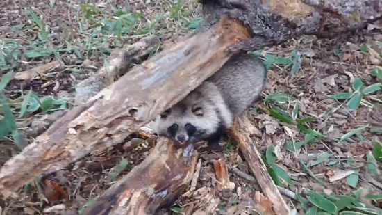 ヒグマの幼虫アップ少しだけ引き