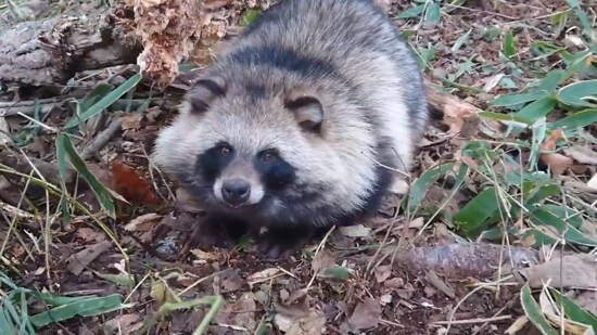 罠を外した後のタヌキ1