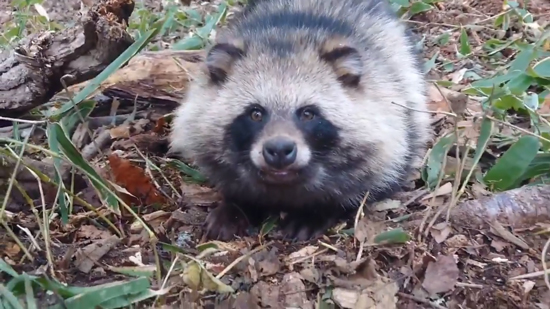 罠を外した後のタヌキアップ