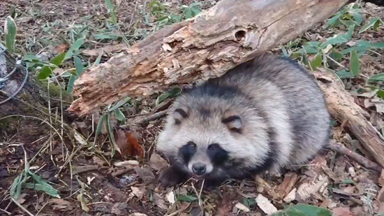 罠を外した後の動画のラスト