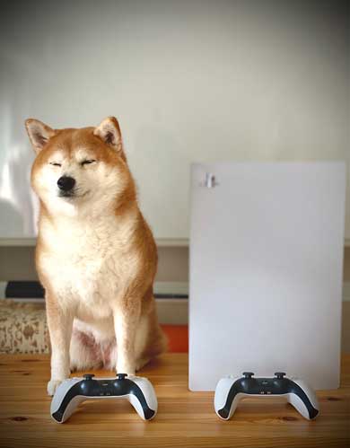 PS5 柴犬 大きさ 同じ 比較 かわいい