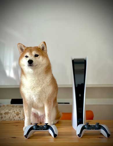PS5 柴犬 大きさ 同じ 比較 かわいい