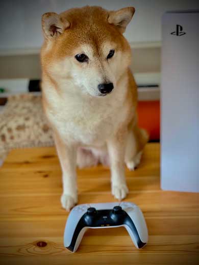 PS5 柴犬 大きさ 同じ 比較 かわいい