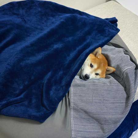 PS5 柴犬 大きさ 同じ 比較 かわいい