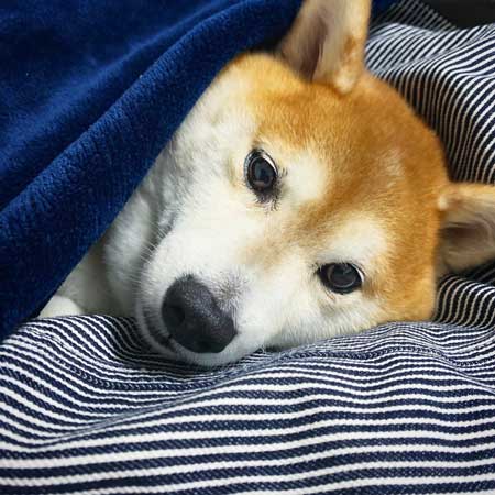 PS5 柴犬 大きさ 同じ 比較 かわいい