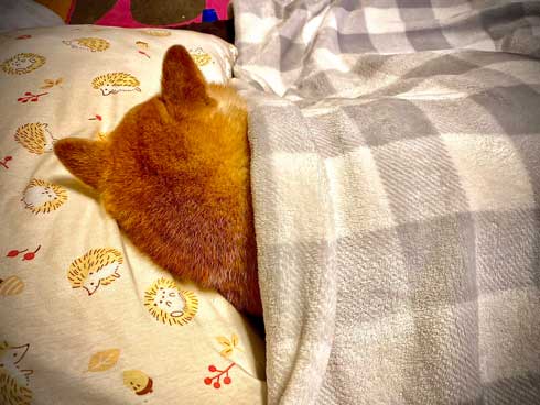 PS5 柴犬 大きさ 同じ 比較 かわいい