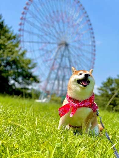 PS5 柴犬 大きさ 同じ 比較 かわいい