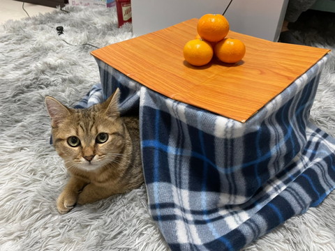 コタツとみにらくん