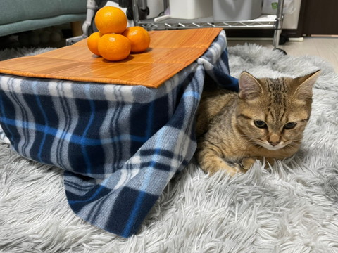 コタツとみにらくん