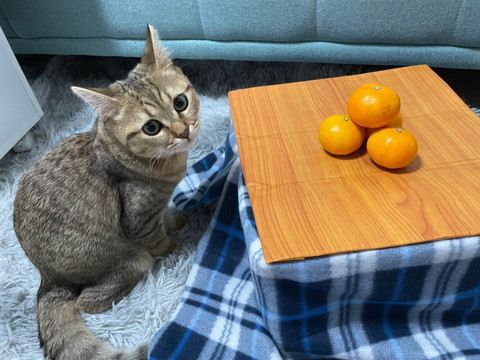 コタツとみにらくん