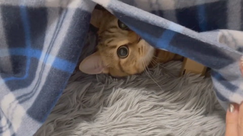 コタツとみにらくん