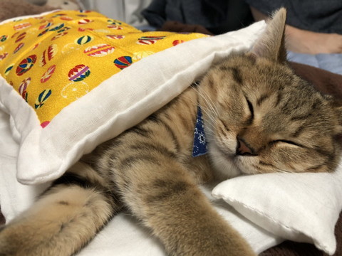 いろんなみにらくん