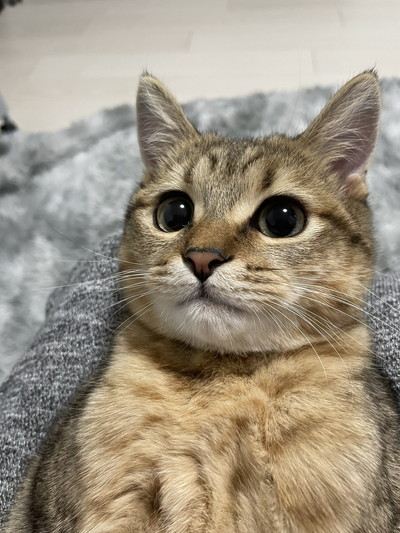 いろんなみにらくん