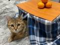 猫「もう出たくないニャ」　手作りコタツのとりこになったぬくぬく子猫がかわいい