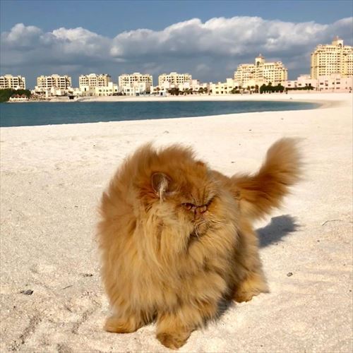 猫