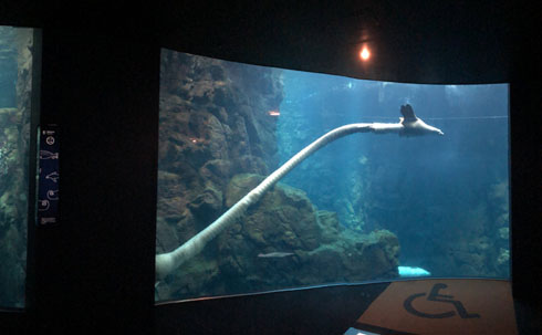 全日本失敗写真協会