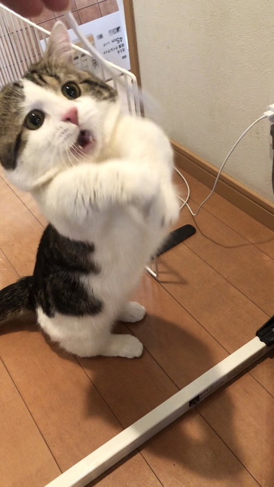 ねこ