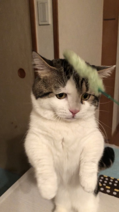 表情豊かなライちゃん