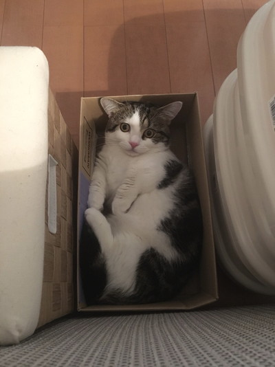 表情豊かなライちゃん