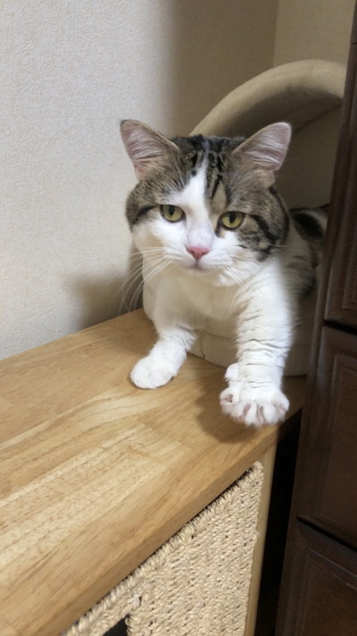 表情豊かなライちゃん