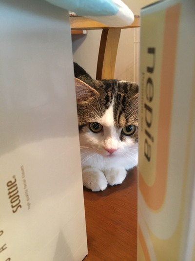 表情豊かなライちゃん