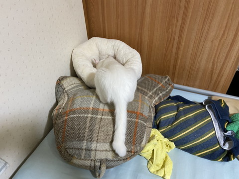 一体化したぷるるんくん