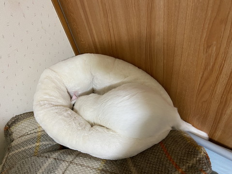 一体化したぷるるんくん