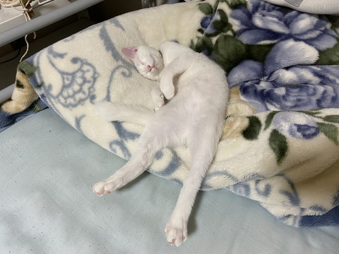 いろんなぷるるんくん