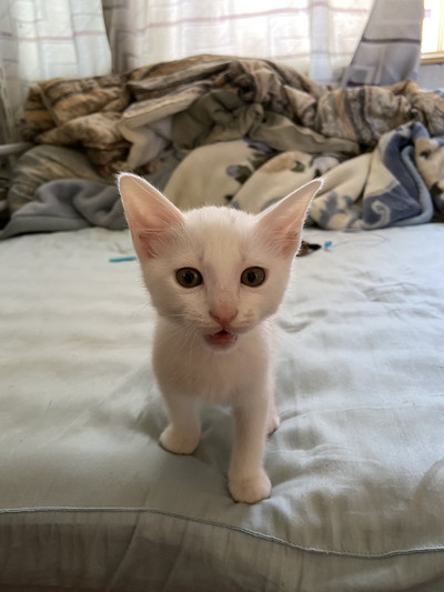 いろんなぷるるんくん