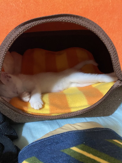 いろんなぷるるんくん