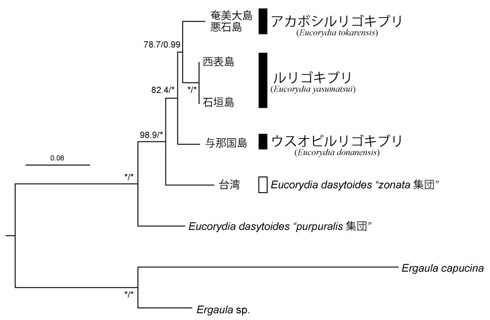 ルリゴキブリ新種