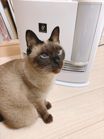 シャム猫あずきさん