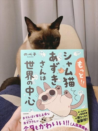 シャム猫あずきさん