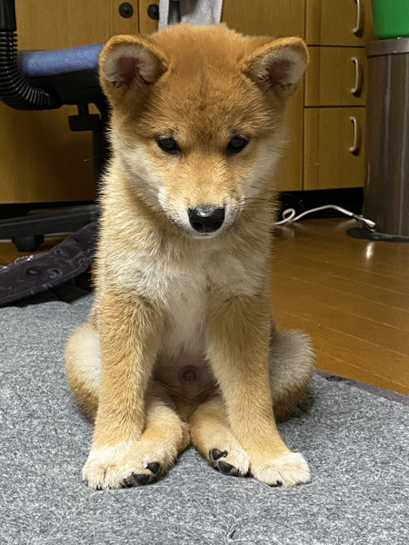 変な座り方をするろんちゃん
