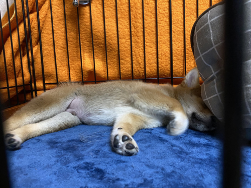 ケージの中でふてくされるろんちゃん