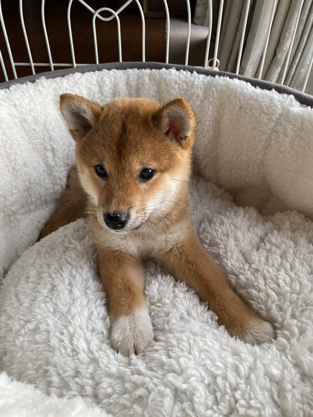 ペットベッドとろんちゃん