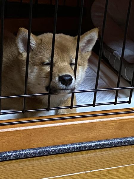 おじいちゃんろんちゃん