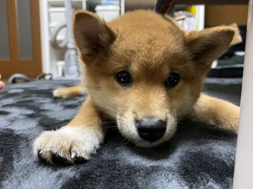 伏せたろんちゃん顔アップ