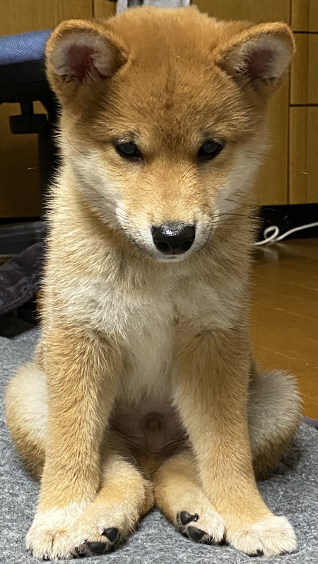 変な座り方をするろんちゃんアップ